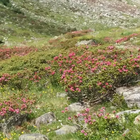 Haus Elisabeth Апартаменты