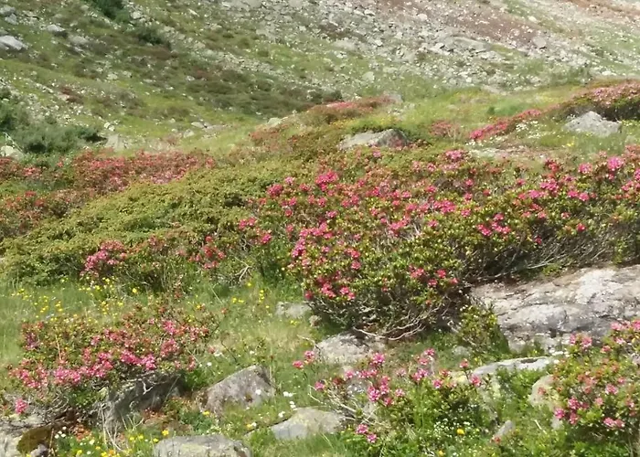 Haus Elisabeth Апартаменты